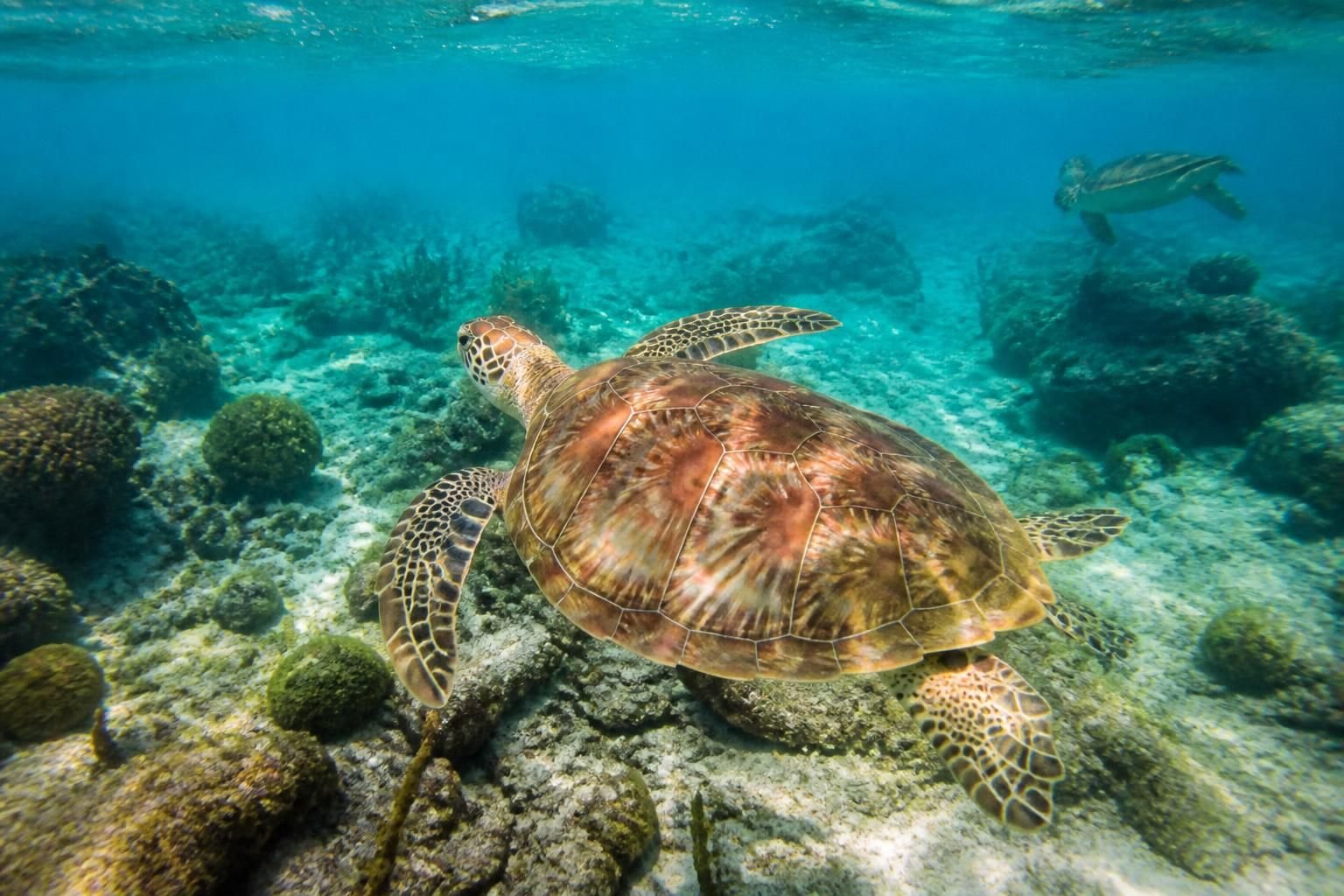 explore akumal beach to find the top snorkeling spots where you can swim with turtles and experience vibrant marine life in crystal-clear waters.