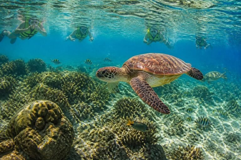 explore akumal beach, the top destination for snorkeling with turtles. discover crystal-clear waters, vibrant marine life, and unforgettable underwater adventures.