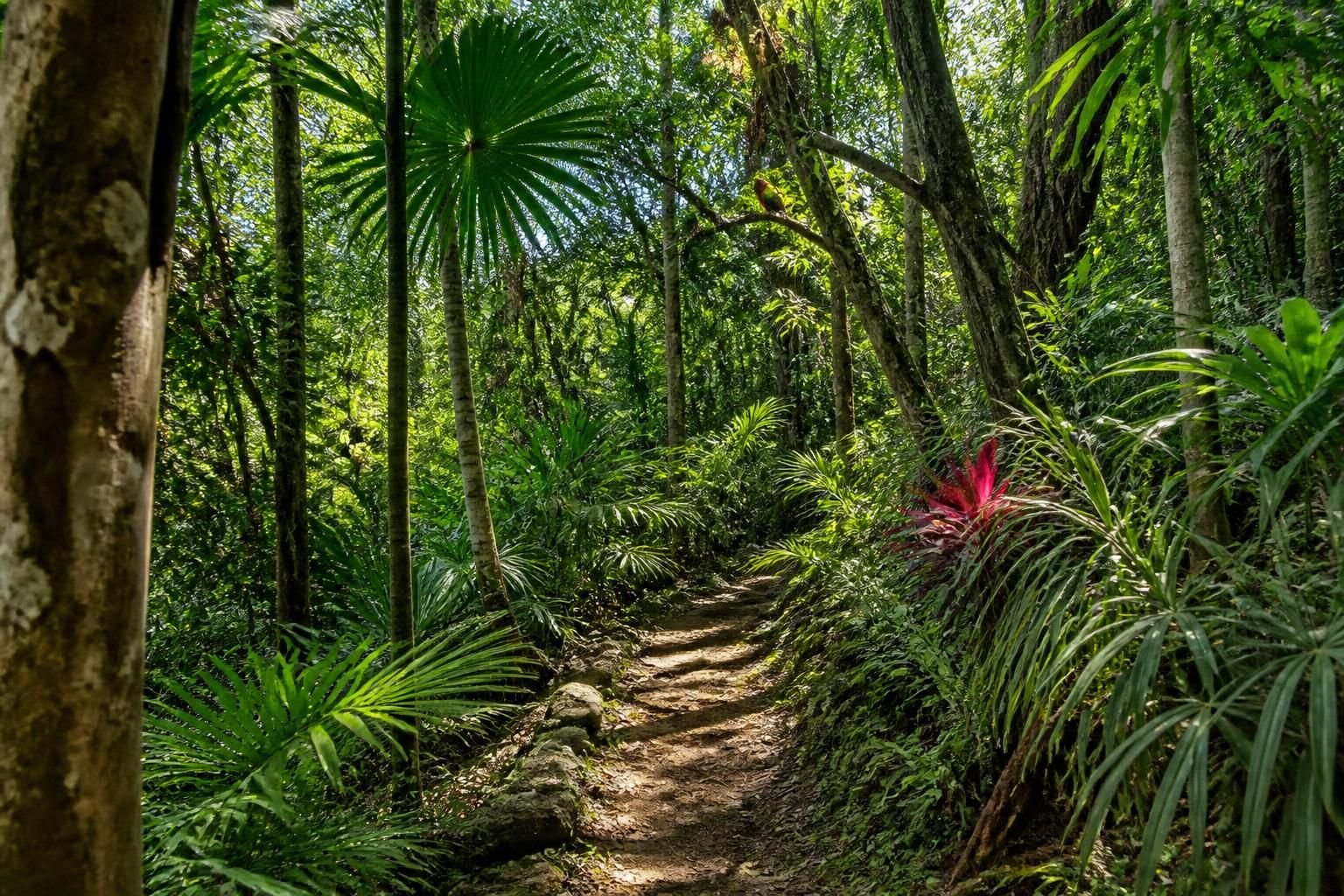 Explore the best jungle hiking trails in riviera maya