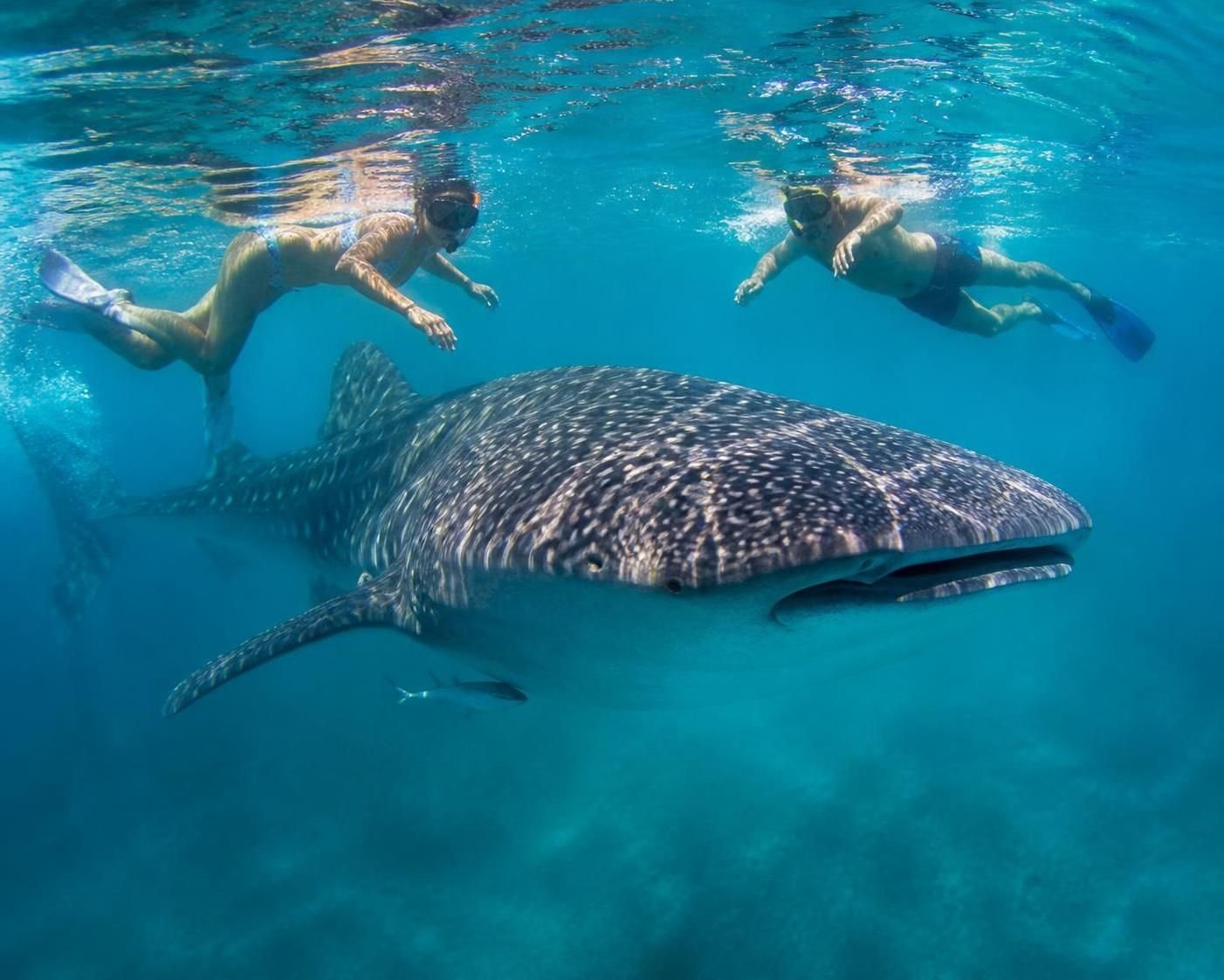 experience the thrill of swimming with majestic whale sharks in riviera maya for an unforgettable underwater adventure filled with wonder and excitement.