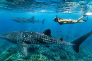 experience the unforgettable underwater adventure of swimming with majestic whale sharks in riviera maya. discover the beauty of these gentle giants in their natural habitat.